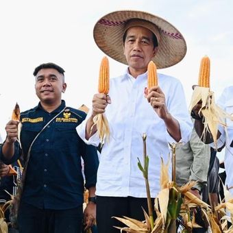 Presiden Joko Widodo (Jokowi) melakukan panen raya jagung di lokasi Food Estate, Kabupaten Keerom, Papua, Kamis (6/7/2023). Panen perdana ini dianggap Jokowi hasilnya sudah sangat tinggi, karena melampau standar nasional per hektarnya.
