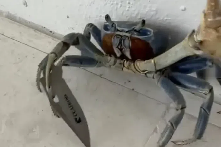 Kepiting Bawa Pisau di Florida Bikin Heboh, Anjing Pun Jadi Sasaran