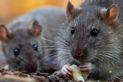 5 Alasan yang Membuat Tikus Jadi Hewan Tercerdas di Dunia