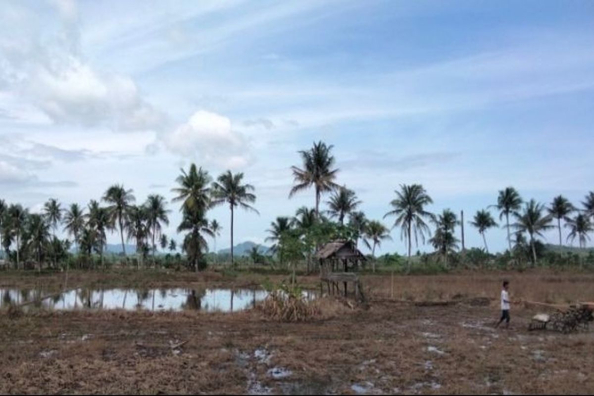 Menteri Pertanian (Mentan) Syahrul Yasin Limpo mengatakan, melalui kegiatan optimasi lahan rawa, diharapkan bisa berkontribusi terhadap upaya peningkatan produksi pertanian di Indonesia.