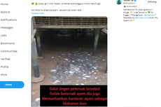 Sehatkah Mengonsumsi Lele yang Diberi Pakan Kotoran?