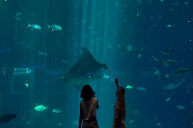 S.E.A. Aquarium merupakan akuarium dan museum kelautan terbesar di dunia dengan lebih dari 100.000 biota laut dari 1.000 spesies dari habitat yang berbeda-beda.