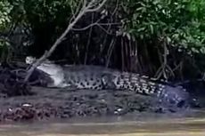 Ada 50 Buaya Muara Hidup Liar di Teluk Dawan, Warga Harus Hati-hati