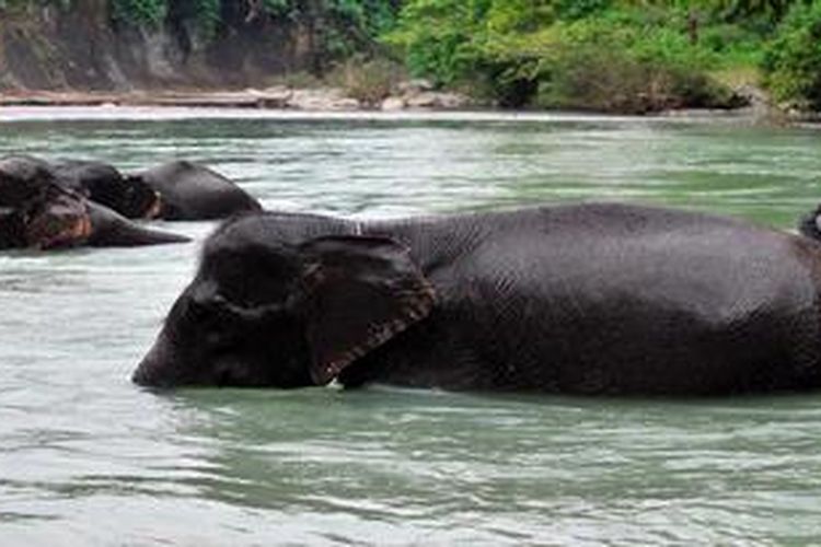 Gajah-gajah saat mandi di Sungai Sei Batang Serangan, Tangkahan, Sumut, Sabtu (8/9/2012). Tangkahan menyajikan pesona wisata alam yang luar biasa termasuk wisata gajah dan sungai.

