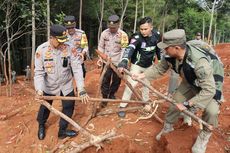 Penambangan Emas Liar di Kawasan Perhutani Sukabumi Dibongkar, Ditanami Bibit Mahoni