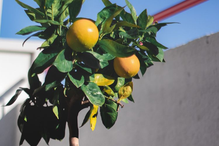 Cara Mudah Menanam Pohon Lemon Indoor dari Biji hingga Berbuah