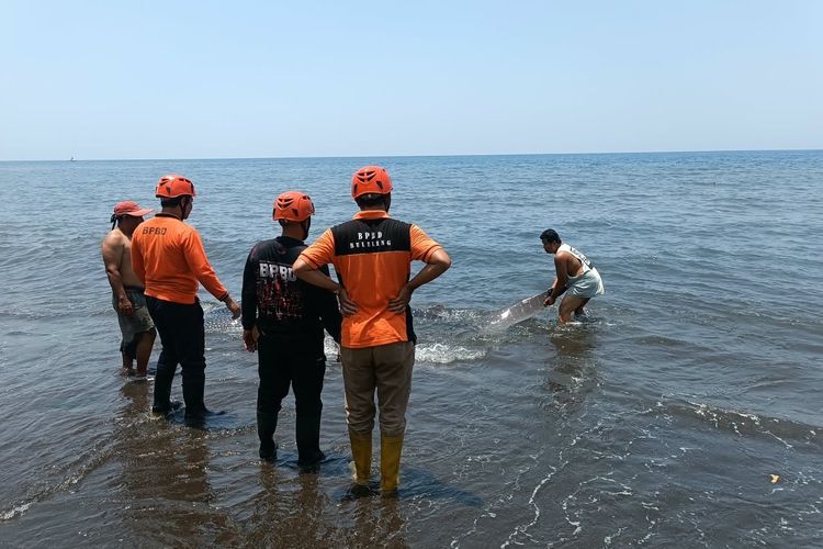 Hiu Paus Terdampar di Pantai Seririt Buleleng, 3 Jam Dievakuasi ke Laut