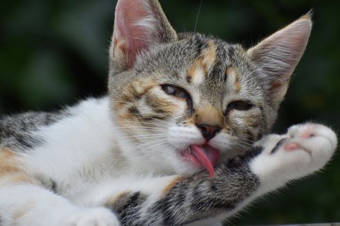 5 Kiat Bersihkan Gigi Kucing Setiap Hari