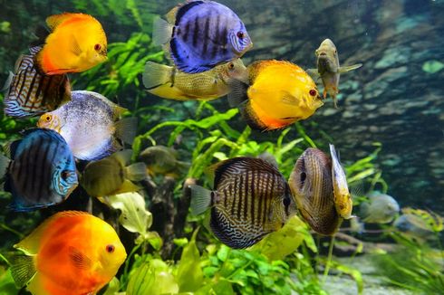 5 Ikan Hias Air Laut yang Cocok Dipelihara di Akuarium 