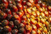 Harga CPO Global Diproyeksi Naik pada Q2 2026, Dipicu Ketegangan Timur Tengah