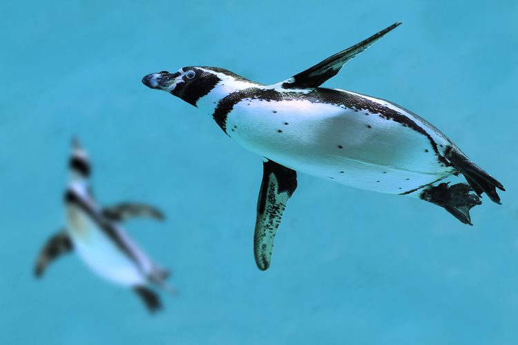 Ilustrasi penguin menggunakan sayapnya untuk berenang di lautan saat berburu mangsa.