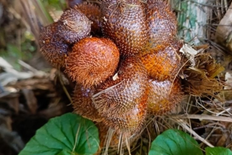 Ilustrasi menanam salak pondoh