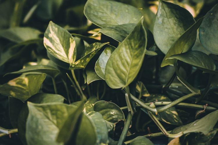 Ilustrasi tanaman sirih gading. 