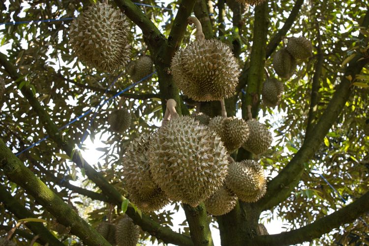 Pohon durian