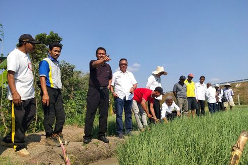 Pakai Metode Bamele, Petani Bawang di Nganjuk Bisa Untung Besar