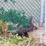 Biawak Masih Ditemukan di Sirkuit Mandalika, BKSDA: Dulu di Sana Rawa, Dikelilingi Bukit