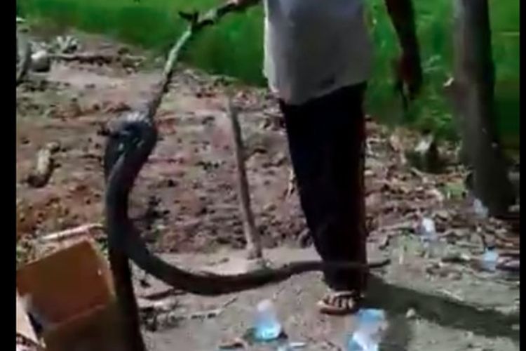Ular kobra yang ditemukan warga di dekat areal persawahan di Desa Bintaran, Kecamatan Air Salek, Kabupaten Banyuasin, Sumatera Selatan.