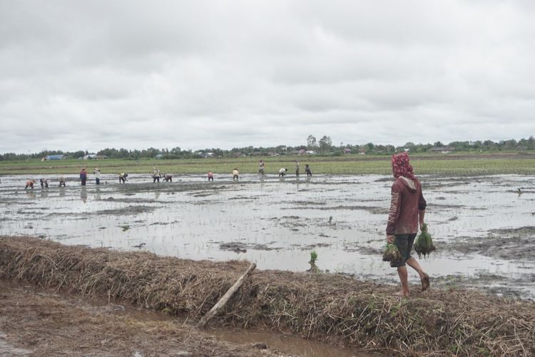 Ilustrasi pelaksanaan program Food Estate.