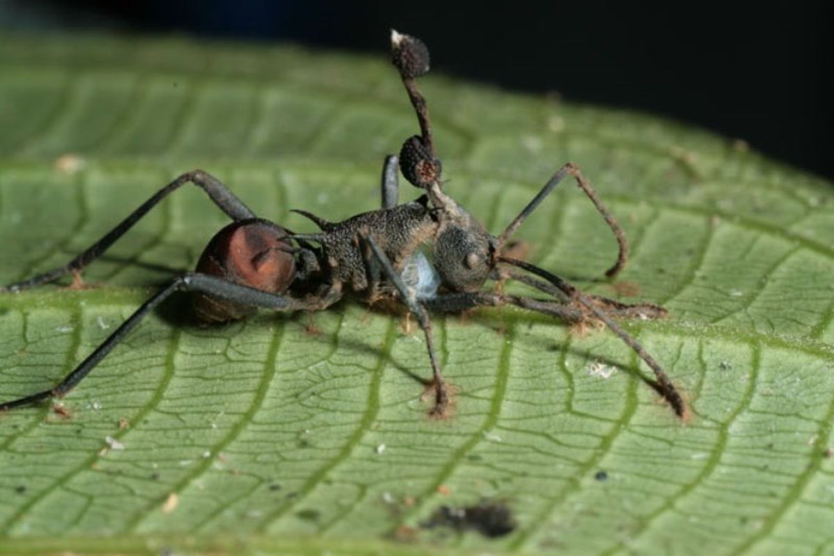 Polyrhachis armata, dari Thailand menggigit daun setelah terinfeksi oleh jamur Ophiocordyceps unilateralis. Batang besar dan dua badan penghasil spora terlihat. 