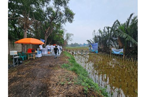 Dukung Keberlanjutan Lingkungan, REI DKI Jakarta Tanam 1.000 Mangrove
