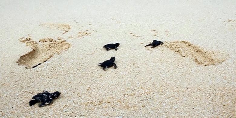 Beberapa anak penyu sedang berupaya mencapai laut di Pantai Paal, Minahasa Utara.