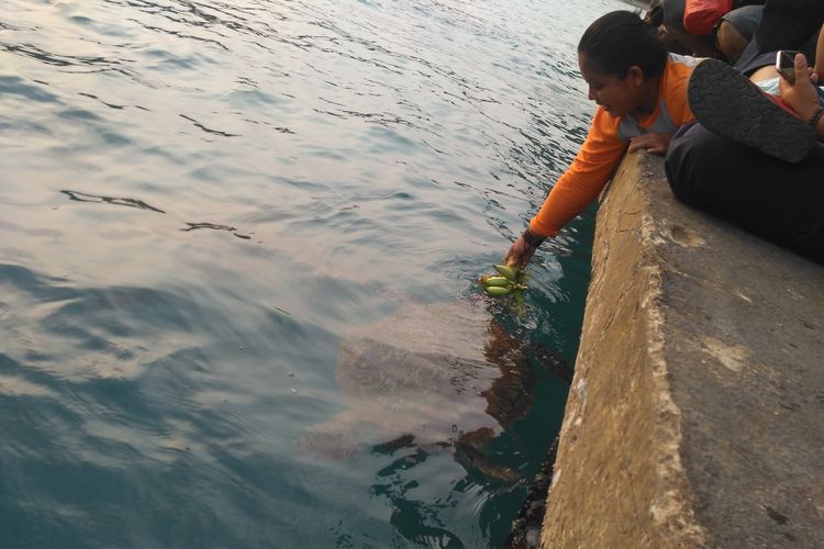 Pengunjung Pulau Sebesi memberikan makanan berupa pisang mentah ke penyu sisik liar di Dermaga Pulau Sebesi, Lampung Selatan, Selasa (10/9/2019). Diduga, belasan penyu sisik ini penghuni asli ekosistem laut di Perairan Gunung Anak Krakatau.