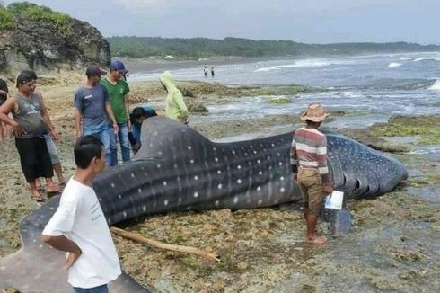 Hiu Tutul Sepanjang 7 Meter Terdampar di Tasikmalaya