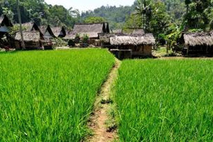 Persawahan Kampung Naga yang berlokasi di Desa Neglasari, Kecamatan Salawu, Kabupaten Tasikmalaya, Provinsi Jawa Barat.