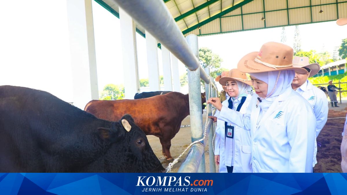 BBIB Malang Kembangkan Semen Beku Sapi Wagyu, Ekspor hingga 11 Negara