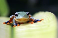 Cara Katak Kawin dan Berkembang Biak