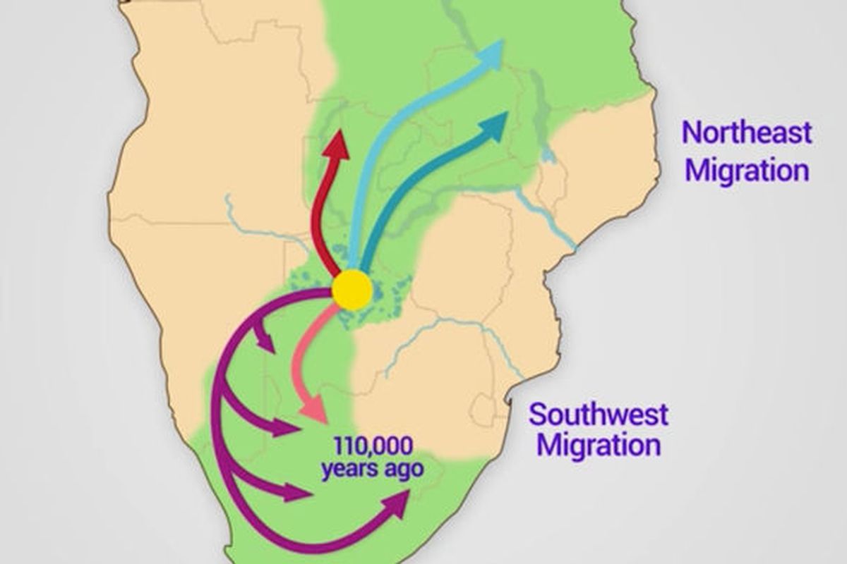 Peta persebaran migrasi manusia modern (Homo sapiens) dari kampung halamannya di Botswana, Afrika Selatan.