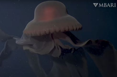 Ubur-ubur Raksasa Super Langka Ini Terekam Kamera Robot Laut Dalam
