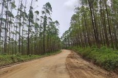 Pakar UGM: Pembangunan IKN Jadi Ancaman Deforestasi di Kaltim