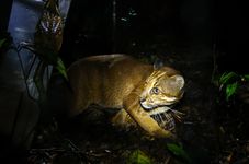 Indonesian Conservationists Release Golden Cats Into the Wild