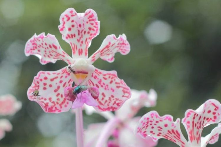 Anggrek Vanda tricolor atau yang dikenal masyarakat setempat sebagai Anggrek Pandan, dulu mudah dijumpai di kawasan hutan Gunung Merapi.