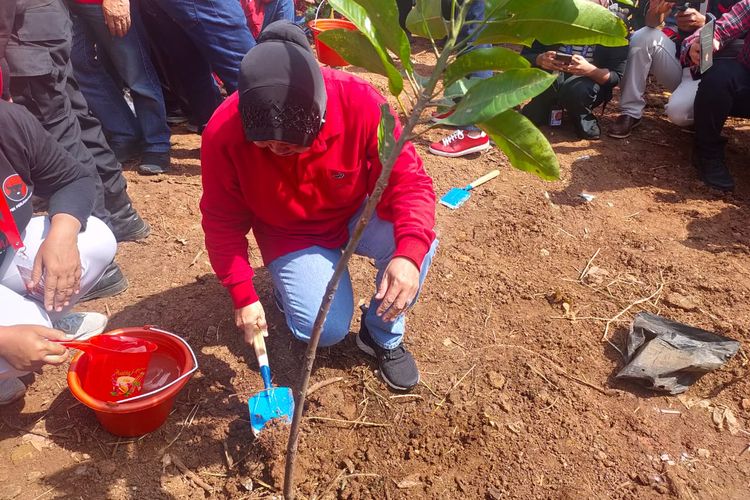 Ketua DPP PDI-P sekaligus Menteri Sosial Tri Rismaharini saat menanam pohon dalam program Penghijauan Nasional PDI-P 2023, di Tambun Selatan, Bekasi, Minggu (15/1/2023).