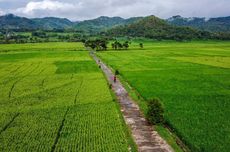 Hamparan Sawah di Nanggulan Kulon Progo Akan Tetap Bagus Saat Libur Nataru