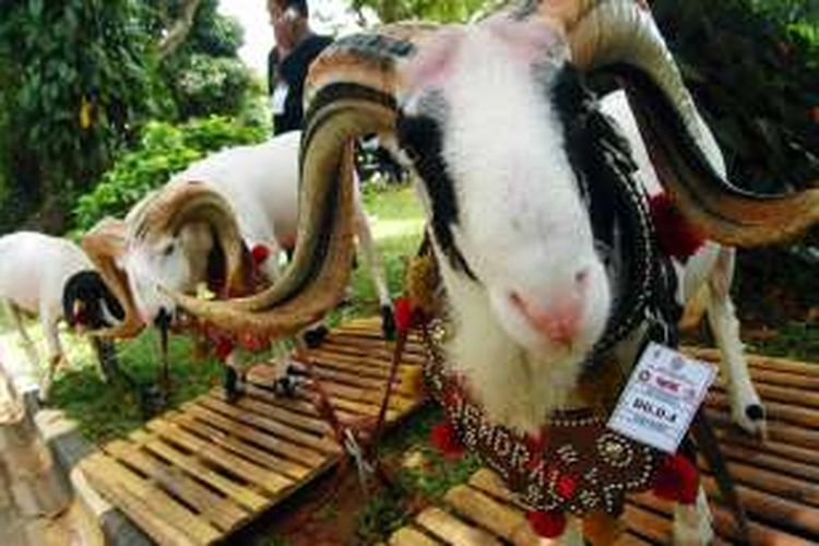 Salah satu domba garut yang diikutkan dalam Kontes Domba Garut dan Kambing Piala Kemerdekaan, di Kebun Raya Bogor, Sabtu (27/8/2016). 
