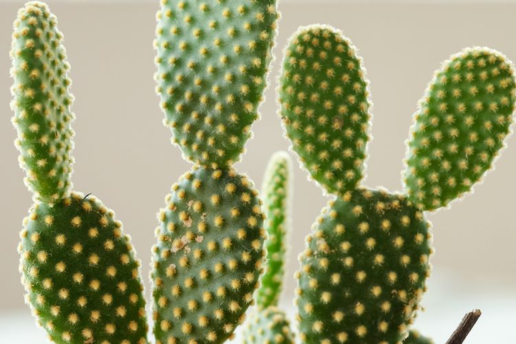 Ilustrasi tanaman kaktus Bunny Ear.