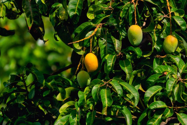 Daun mangga bisa digunakan mendukung program penurunan berat badan.