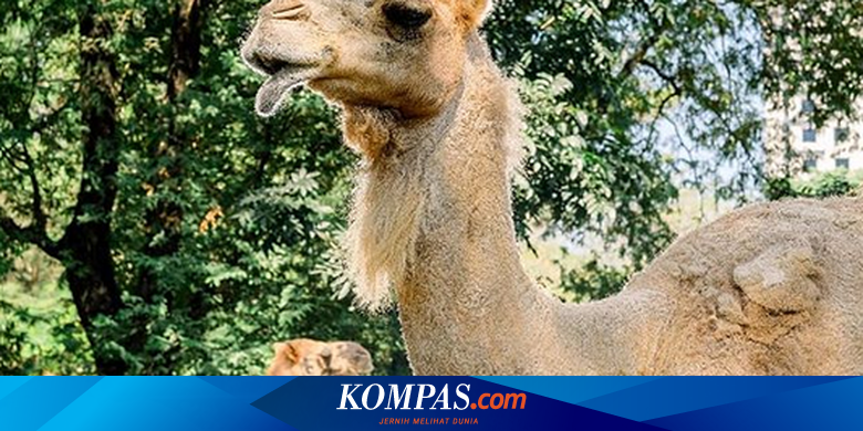 Mengenal Taman Satwa Taru Jurug Surakarta, Bisa Adopsi Hewan - Vimarsana News