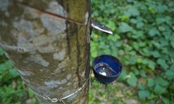 Pekebun Karet Diimbau Gabung Kemitraan Industri Karet untuk Antisipasi Kebijakan EUDR