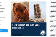 Kisah Anjing Tertua di Dunia Meninggal pada Usia 31 Tahun, Alami Masalah Penglihatan dan Pergerakan