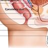 Organ Reproduksi pada Laki-laki