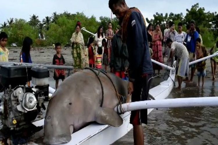 IKAN DUYUN LANGKA MATI : Ikan duyung langka dan dilarang perburuannya ditemukan mati penuh luka sayatan di badannya