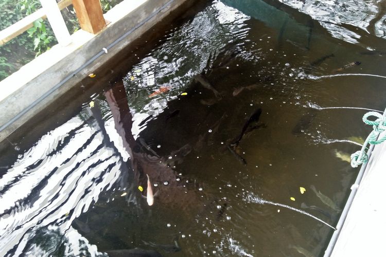 Kolam ikan yang ada di kebun samping Masjid Nurul Jannah, yang memanfaatkan air bekas wudhu para jamaah.