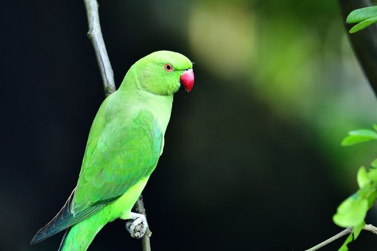 ilustrasi burung Parkit ringneck India