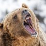 Seekor Beruang Seret dan Bunuh Wanita di AS