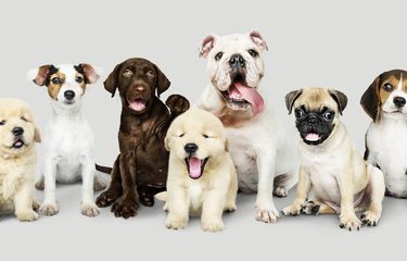 Apakah Anjing Bisa Haid?