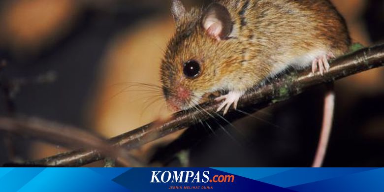 Mengenal Leptospirosis Penyakit Yang Harus Diwaspadai Di Wilayah Rawan Banjir Halaman All Kompas Com